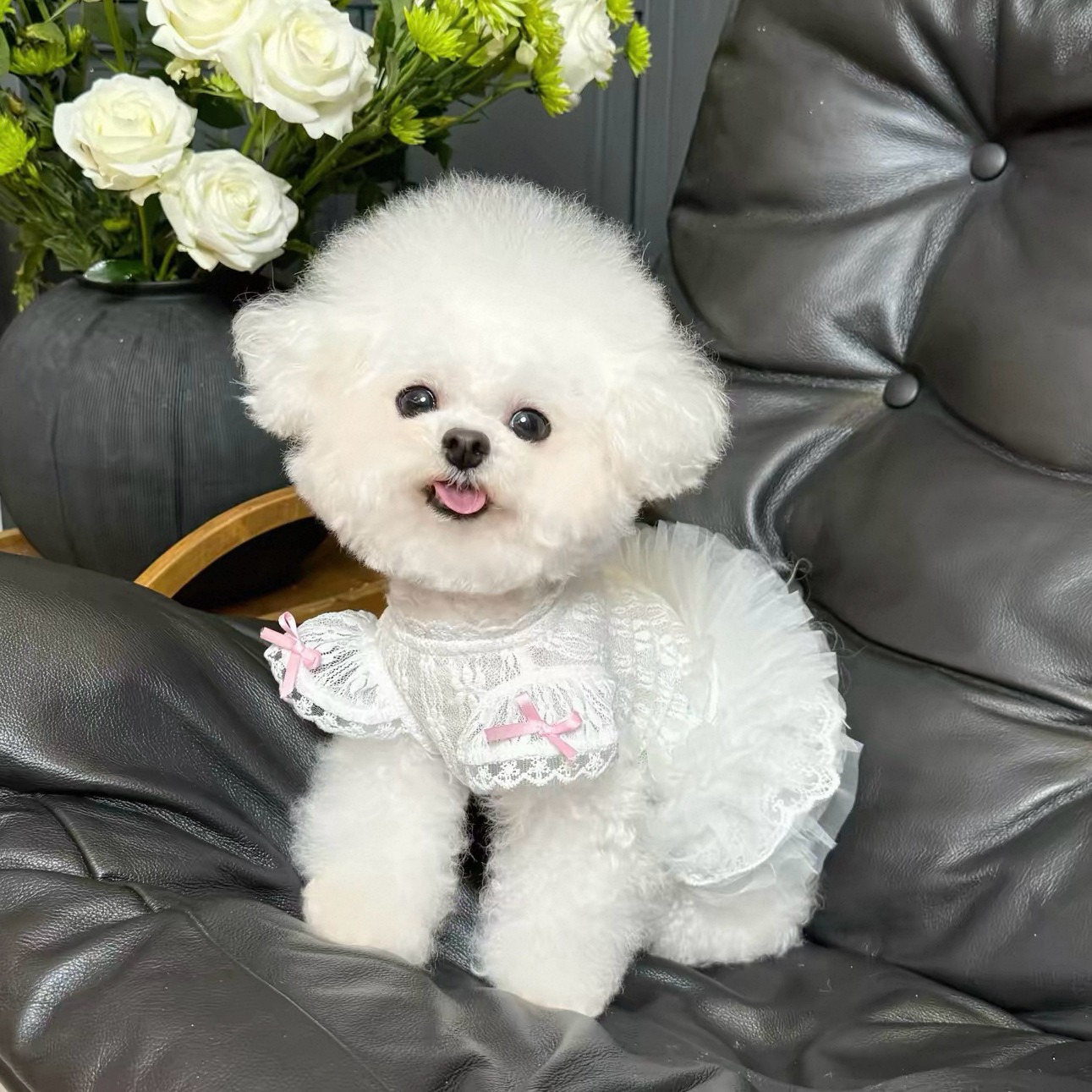 2026 Princess Style Pet Dress  - Lace Teddy Lingerie のレビューと価格