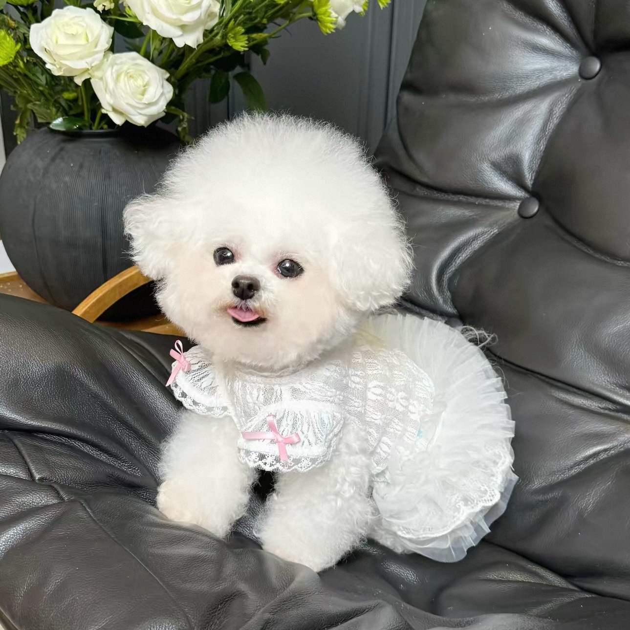 2026 Princess Style Pet Dress  - Lace Teddy Lingerie のレビューと価格